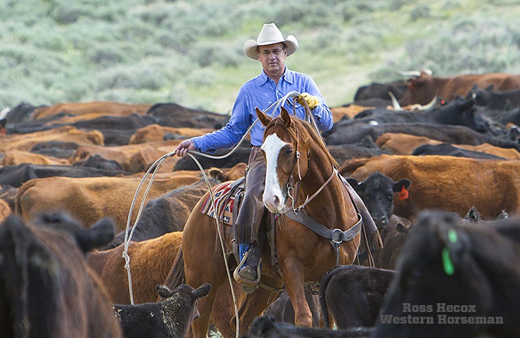 A few years ago, Western artist Tim Cox invited me to join him on a trip to the ID Ranch. The Wyoming outfit was branding its calves, and Tim was there to photograph reference material for his paintings. I wrote an article about the ranch that appeared in the May 2012 issue. Tim also helped the crew gather the herd and brand the calves. A lifelong cowboy, he was handy with a rope. I like this photo because it shows his horse's cow sense, and it also illustrates Tim's stockmanship. Many ropers scatter a herd when riding through it, but cows in this photo are relaxed and undisturbed.