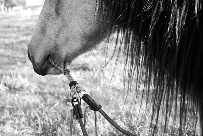 horse wearing war bridle