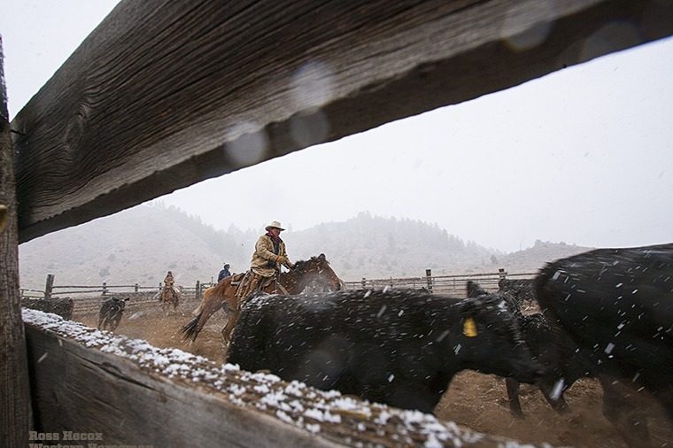 A surprise snow shower hit the CA Ranch during weaning one year in October. The cowboys kept working through the heavy flakes, while I crouched just outside the corral and pointed my camera through the weathered fence boards.