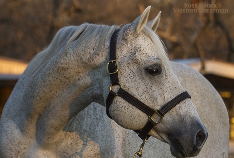 There are a handful of stallions who I have felt privileged to photograph. Sadly, one of them died December 9, 2015. Playgun was humanely euthanized due to complications from old age. He was shown successfully in cutting competition by Dick Pieper in non-pro competition and by Jody Galyean in the open division. He went on to become one of the top sires in the industry under the ownership of Dick and Brenda Pieper of Marrietta, Oklahoma. His foals won big money in cutting, reined cow horse, ranch versatility and other events. I photographed Playgun at the Piepers' home in 2011.