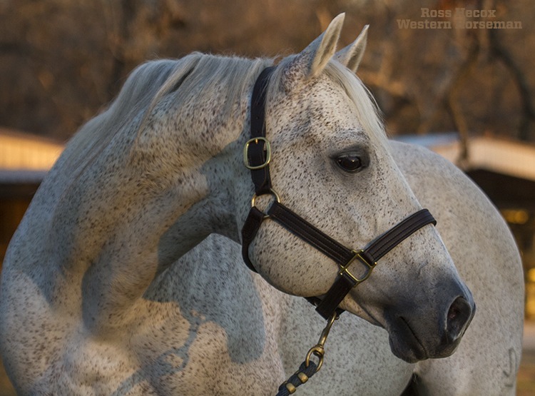There are a handful of stallions who I have felt privileged to photograph. Sadly, one of them died December 9, 2015. Playgun was humanely euthanized due to complications from old age. He was shown successfully in cutting competition by Dick Pieper in non-pro competition and by Jody Galyean in the open division. He went on to become one of the top sires in the industry under the ownership of Dick and Brenda Pieper of Marrietta, Oklahoma. His foals won big money in cutting, reined cow horse, ranch versatility and other events. I photographed Playgun at the Piepers' home in 2011.