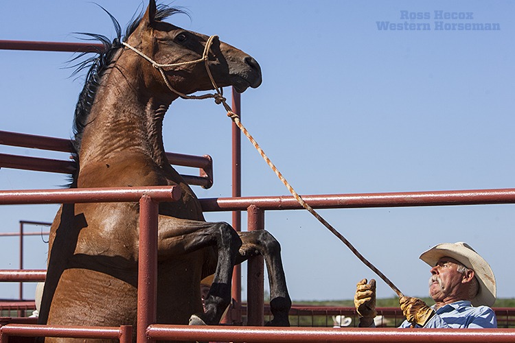 Jimbo Humphreys stays clear of an unhappy broodmare. The West Texas cowboy was helping his neighbor and friend Bill Smith with deworming and vaccinating mares and foals. Smith runs a large broodmare band, and many of them aren't handled very often. Humphreys simply let the bay mare have her moment, then went back to work.