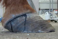 cracktrimmedhoof
