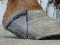 horselongtoe