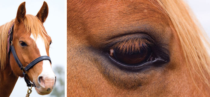 The “Elsie the Cow” look on this gelding’s face is that of a horse willing to please its rider.
