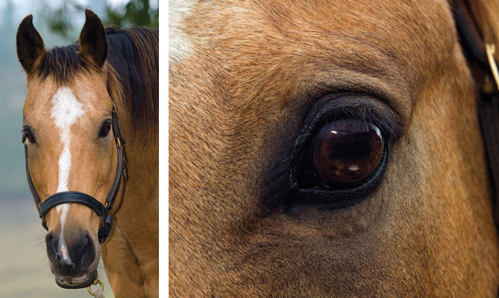 The buckskin’s face is refined, but still shows the stoic influence of ranch breeding