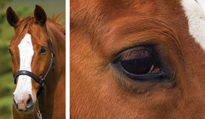 In the pasture or in the stall, this gelding has a slightly alarmed look.