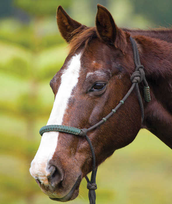Though his head is as not as refined as that of many performance horses, this gelding’s eyes display his intelligence.