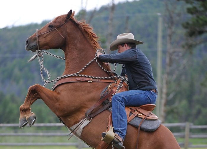 Reform a Rearing Horse