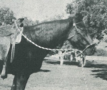 Hackamore set too low