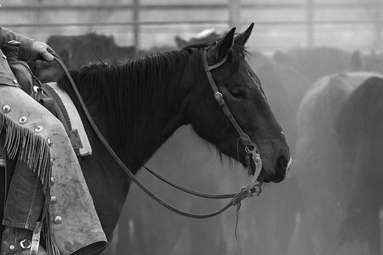 Ranch horse