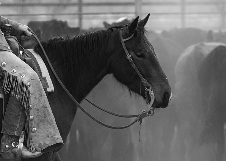 Ranch horse