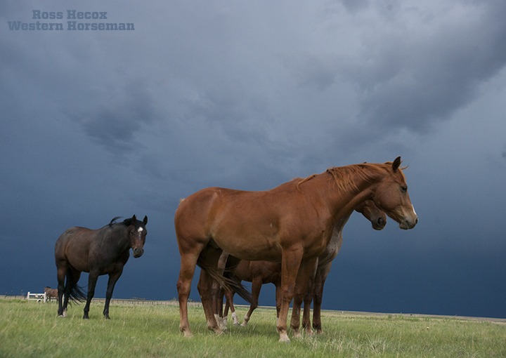 I had been having a tough day on the CS Ranch in Cimarron, New Mexico. Getting photos had been a challenge for a variety of reasons. But as the day came to a close and storm clouds began to gather, scenes I had never imagined began to unfold. Photographer David Stoecklein once told me that bad weather creates some of the greatest photos. He was right. These horses were much more concerned with me than the thunder and strong winds. And by nightfall, everyone was happy to get a rain shower.