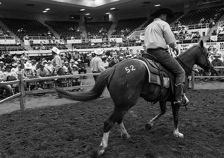 Horse auction