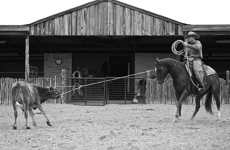Once the cow stops and faces the horse, the knot rope slips off easily.