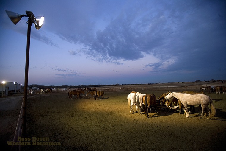 Broodmares eat grain at Kyle Ranch in Whitesboro, Texas. Our sister publication, Quarter Horse News, was running an article about Harris Equine and the 1,200 recipient mares it owned for purposes of embryo transfer. Harris Equine kept many of its mares at Kyle Ranch. This 2008 photo was taken in January, a time when mares are penned in a lighted arena to help them begin cycling early.