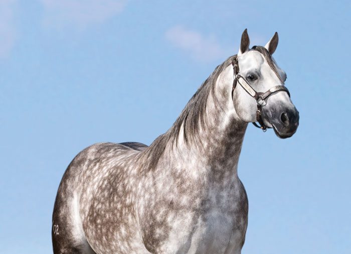 GREYT-WHIZ