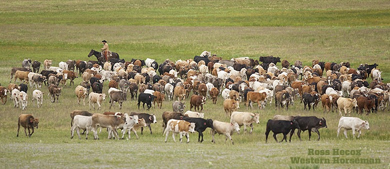 Cody Price moves a large group of Mexican yearling steers through mountain pastures near Cimarron, New Mexico. For a couple of days I rode with Price and his crew, who were managing 4,000 yearlings, moving them from one pasture to the next during the summer months.