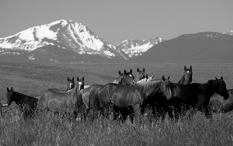 horses in a pasture
