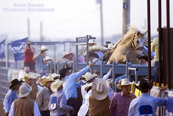 Four years ago (May 26, 2012), the Working Ranch Cowboys Association hosted its first championship ranch bronc riding in Amarillo, Texas. Top cowboys from Texas to Nevada competed in the event. The wind was barreling through the outdoor arena, but the stands were packed anyway. A palomino bronc got caught up in the excitement, as well, rearing up before the chute gate was opened.
