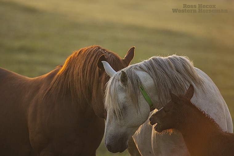 In 2007, Managing Editor Fran Smith traveled to Meadows Ranch in Mississippi for a story on its horse program. I tagged along to get photos. The operation had several stallions and pasture-bred most of its mares. That was neat to see in an age when so many foals are produced via artificial insemination. Early one morning during our stay, I captured this image of a stallion courting a gray mare. He foal is showing submission to the stallion by champing its mouth.