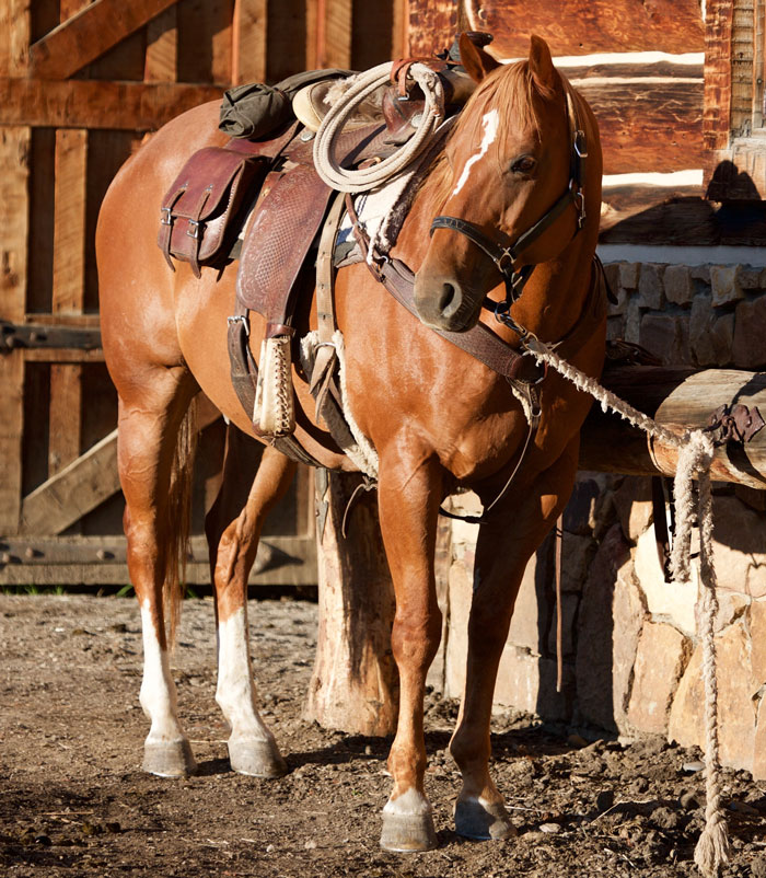 Saddlebags 070829 LastDollar 0219