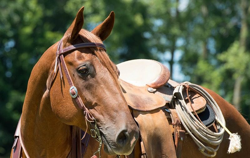 WL BreastCollar