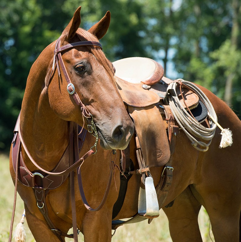 WL BreastCollar
