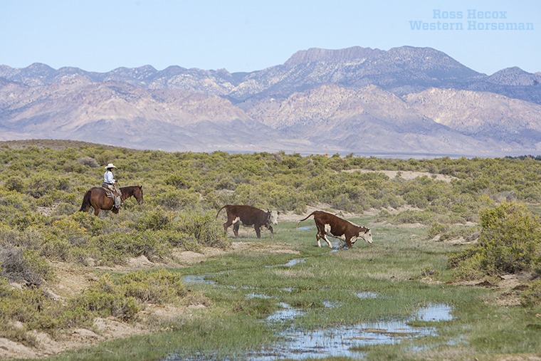 Anna Fallini trails two Hereford cows across the Twin Springs Slough near Tonopah, Nevada. Her family has run cattle in the area since 1864, and the ranch spans 664,000 acres. The entire herd traces to the original Hereford cows that Giovanni Fallini used to establish the ranch several years after emigrating from Italy.