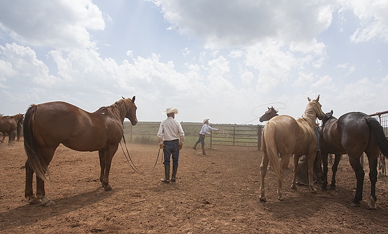 Boots O'Neal watches Monte Hollar rope a horse out of the remuda.