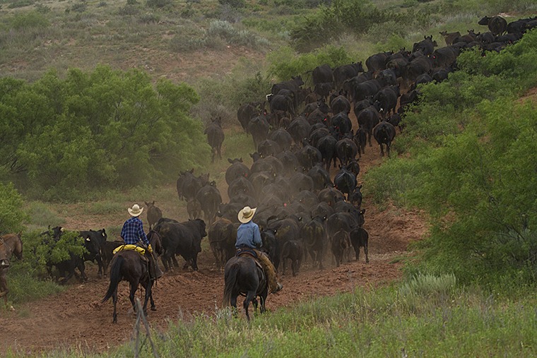 Adam Smith (left) and Riggin Johnson move cows and calves to a set of pens.