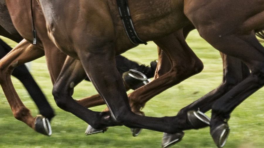 farnamhorse