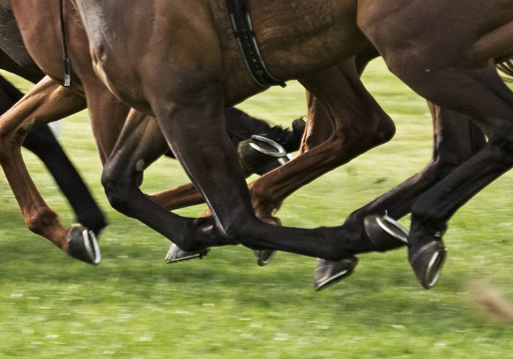 farnamhorse
