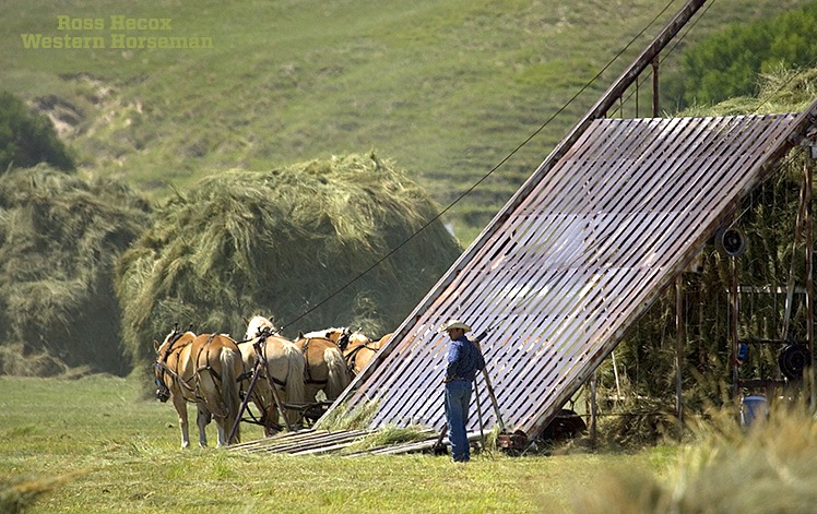 Leave it to Craig Haythorn to incorporate horses into the task of putting up hay. The Nebraska rancher, whose family owns and operates Haythorn Land & Cattle, is always looking for ways to work with horses. During haying season, he uses a beaver slide stacker to build large hay stacks. It's the way farmers and ranchers put up hay before tractors. The team of Belgian horses are hitched to a pulley attached to a platform that lifts hay up and on top of the hay stack. While visiting with Craig Haythorn for a story in the November 2008 issue, I got the opportunity to watch true horse power at work.