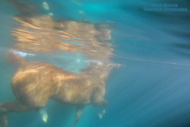 On a hot day in the summer of 2015, Associate Editor Katie Frank and I visited Outlaw Equine in Decatur, Texas, to work on a story about water therapy for equine athletes. I shot this image with a GoPro camera that I held under the water. We also captured some cool video footage. Swimming does wonders for horses recovering from injury, and I'm sure they are happy to slip into the pool on those days the temperature reaches the upper 90s. The story appeared in the October 2015 issue.