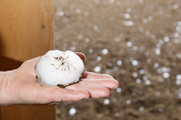 In less than 15 minutes the ground was covered with palm-sized hail.