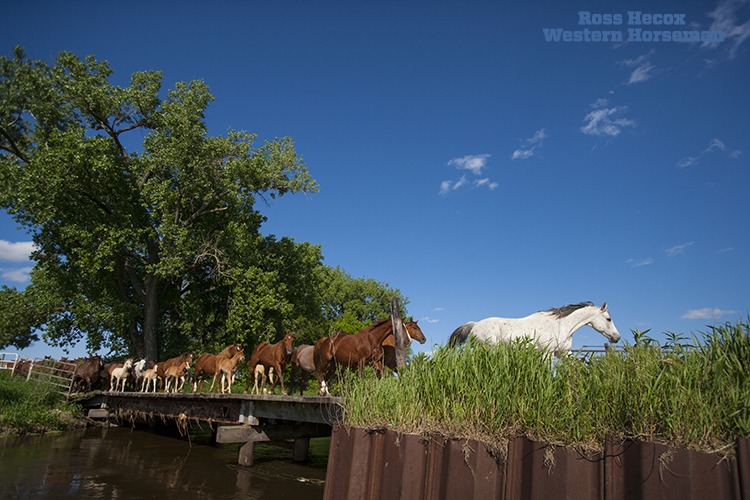 Pitzer Ranch broodmares and foals regularly trot from their Sandhills pasture to the breeding barn during the spring and early summer months. I visited the Nebraska ranch in 2007 to gather photos for a feature its storied horse breeding program, largely influence by Two Eyed Jack. Howard Pitzer's grandson, Jim Brinkman, and Jim's wife, Tana, have managed the famous program for decades and organize one of the top production sales in the country. This is one of the better photos I got during the two-day photo shoot. The article ran in the September 2007 issue of Western Horseman.