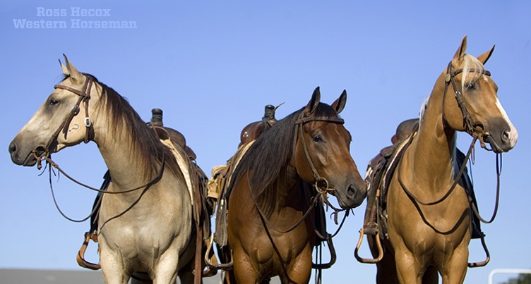 Those who don't fall into line seem to always draw the most attention. In this case, a young buckskin reining prospect raised by Clint Haverty made a one-of-a-kind photo. We were doing an article about evaluating performance horses, and the idea was to line up three horses and have them all look the same direction. Getting three young horses to stand in one spot so close together was a challenge. Getting them to look in the same direction made it tougher. The two on the right were cooperating, and then all of a sudden the buckskin saw something to look at to my left. I think that made this a much better photo because of the compositional balance. I also think it's kinda of funny that the horse happened to have a Question Mark brand on his jaw.