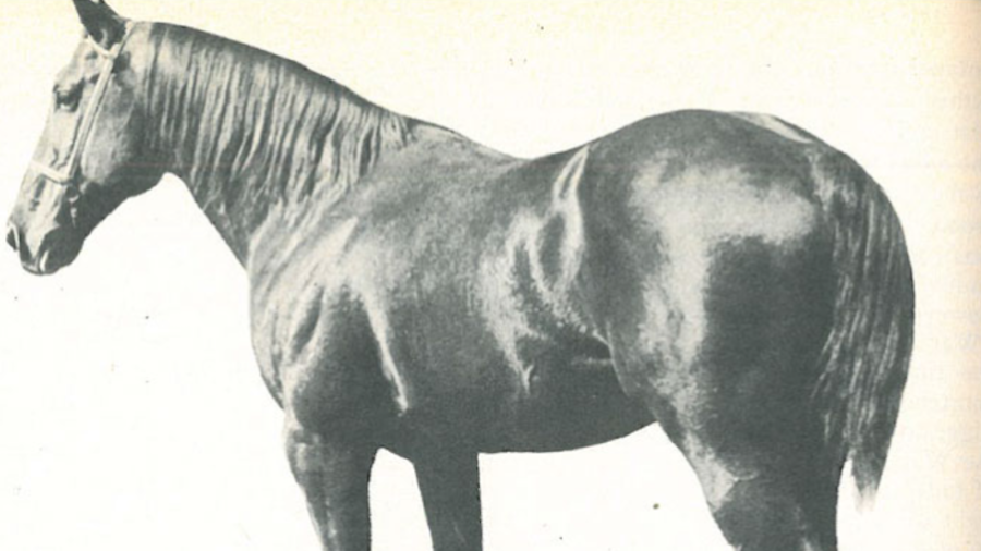 Known as the "Iron Horse," Clabber not only passed along his speed and durability to his offspring but his true grit and competitive spirit.