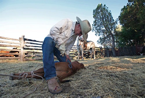 A man holds a calf down to vaccinate and brand it.