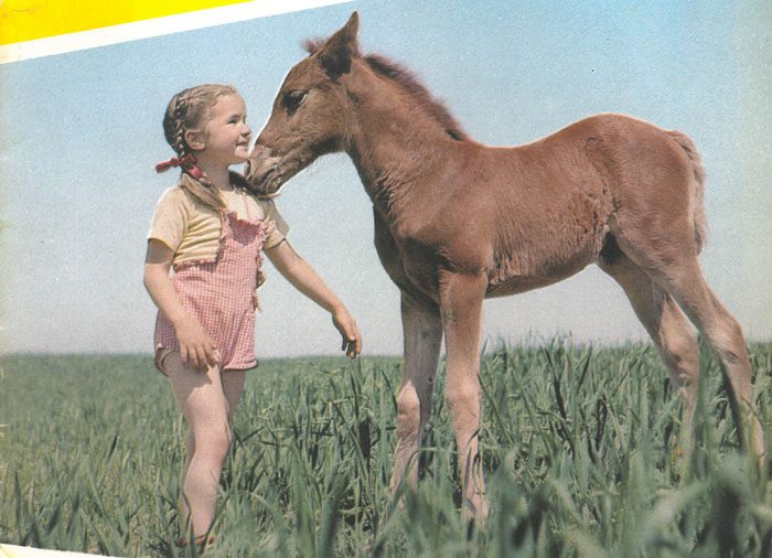 Horsequiz1949