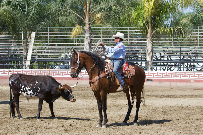 Tomas Garcilazo Andalusian