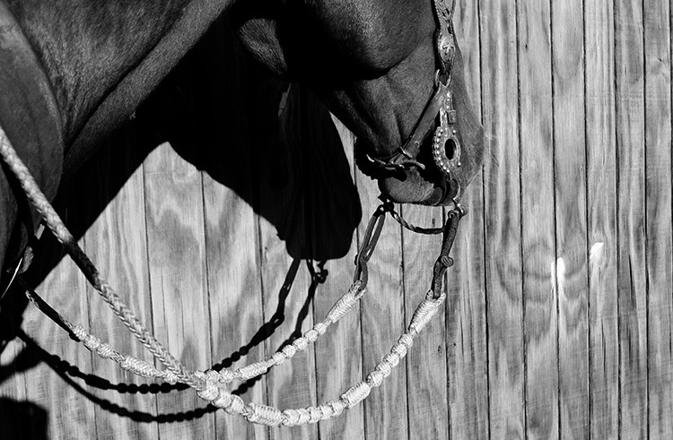 My father-in-law Bryan Neubert braided these reins for us as a wedding gift.