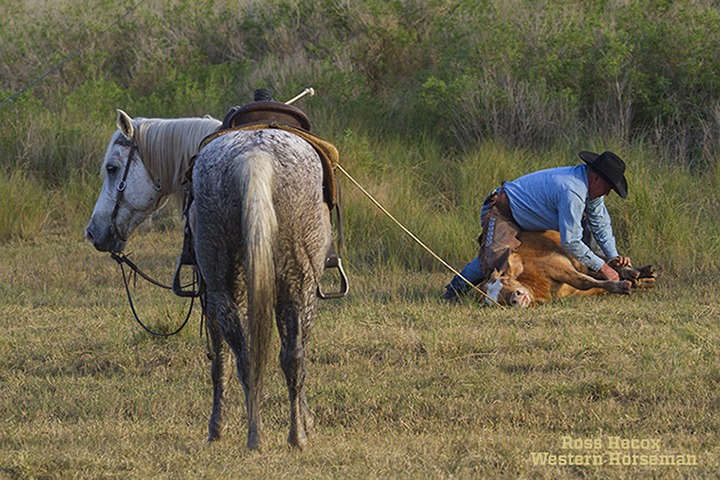 David Boudreaux ties down a non-compliant yearling on the Gray Ranch in southwestern Louisiana. The ranch established in 1896 raises cattle and Quarter Horses. The small portion of its herd that runs on the isolated, overgrown Perry Ridge isn't as domesticated as the rest, requiring cowboys during roundups to sometimes take down their ropes and prevent escapes into the area's thick brush and treacherous marshes.