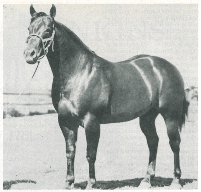A look at one of the Quarter Horse foundation sires King P-234 and the man who bought him for $800 during the Depression.