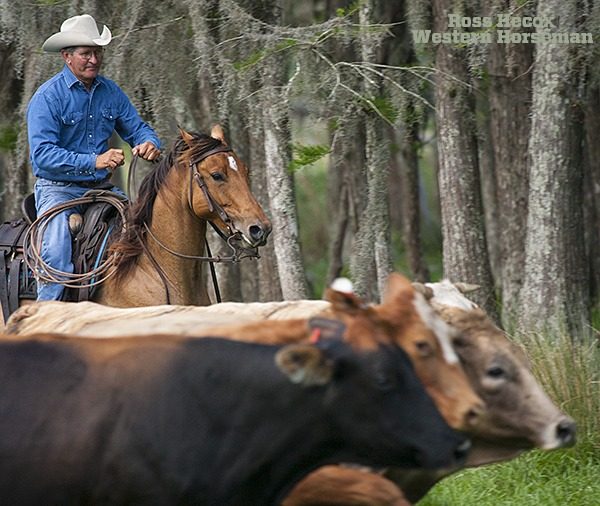Larry Godsey heads off a group of cows on the Deseret Ranch in central Florida. Gathering cattle in the swampy, tree-laden landscape is a challenge for local cowboys. I spent a couple of days on the large ranch outside of Orlando, working on a story that appeared in the June 2008 issue. Cowboys deal with unbearable heat and humidity, deep water crossings, thick forests, alligators, snakes and plenty of other creepy critters. Godsey told me about the large banana spiders. One day, riding through thick threes, he noticed a couple of long, skinny legs curling down from above his hat brim. He didn't hesitate to solve the problem. "My hat was on the ground in no time," he recalled with a laugh.