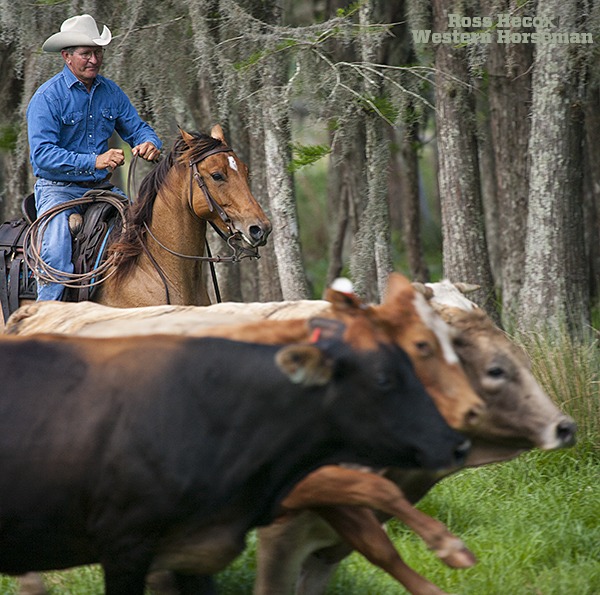 Larry Godsey heads off a group of cows on the Deseret Ranch in central Florida. Gathering cattle in the swampy, tree-laden landscape is a challenge for local cowboys. I spent a couple of days on the large ranch outside of Orlando, working on a story that appeared in the June 2008 issue. Cowboys deal with unbearable heat and humidity, deep water crossings, thick forests, alligators, snakes and plenty of other creepy critters. Godsey told me about the large banana spiders. One day, riding through thick threes, he noticed a couple of long, skinny legs curling down from above his hat brim. He didn't hesitate to solve the problem. "My hat was on the ground in no time," he recalled with a laugh.