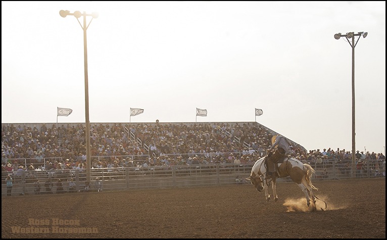 The lyrics to the cowboy song "The Strawberry Roan" come to mind when I look at this image. There aren't many opportunities to photograph bronc riding events in late afternoon sunlight, but I got the rare opportunity in 2012 when the Working Ranch Cowboys Association organized a ranch bronc riding competition in Amarillo, Texas. Cowboys came from all over the West to compete. And even though the wind was howling out of the south (see the flags?) and dust filled air, the stands were packed with hardy Texas Panhandle fans.