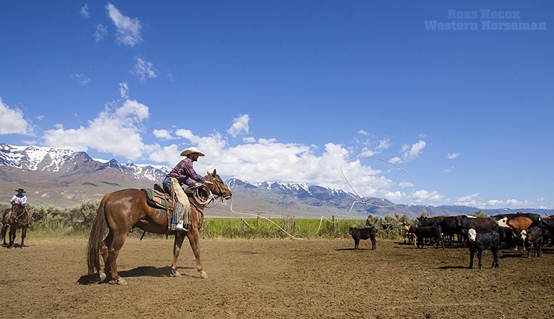 In the shadow of the Steens Mountains in Oregon, Wade Black tosses a loop on an unsuspecting calf.