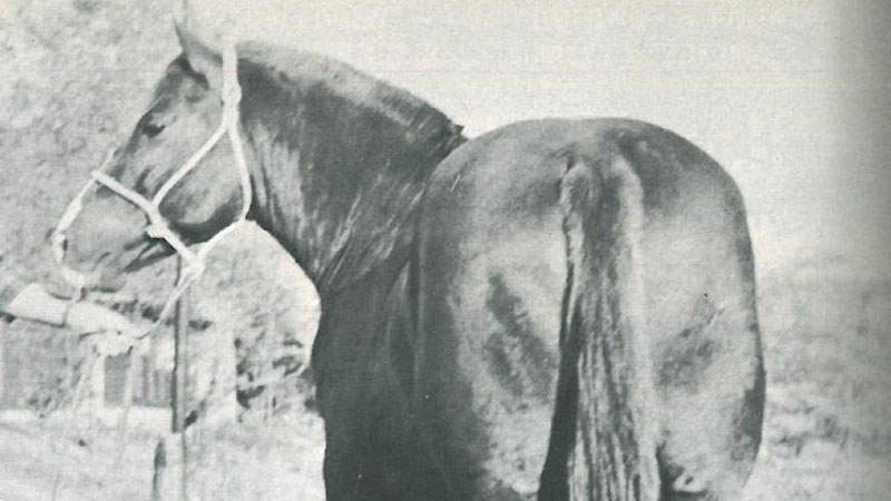 Chickasaw horse